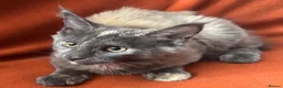 Maine Coon cats for sale: ONLY 2 LEFT GCCF PEDIGREE MAINECOON KITTENS - Advert 13