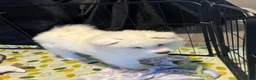 Samoyed dogs for sale: 🐾puppies are ready for new happy homes🐾 - Advert 17