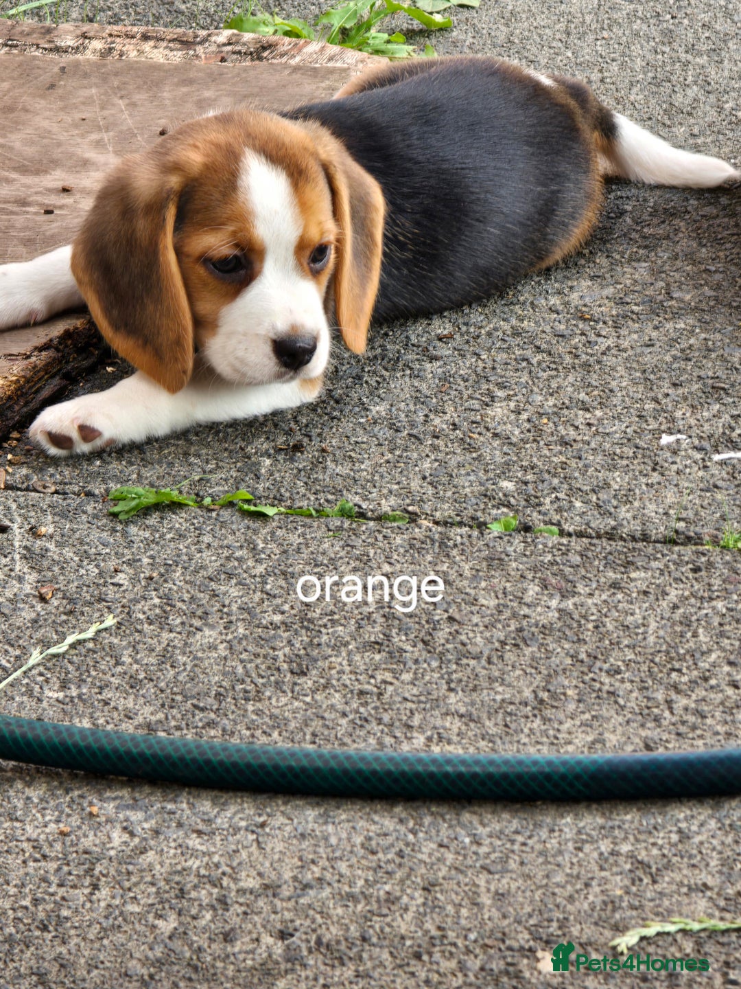 Beagle dogs for sale: 2 beagle puppies left, ready now ❤️ in Warrington - Image 3