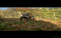 Labrador Retriever dogs for stud: Lab stud  - Image 2