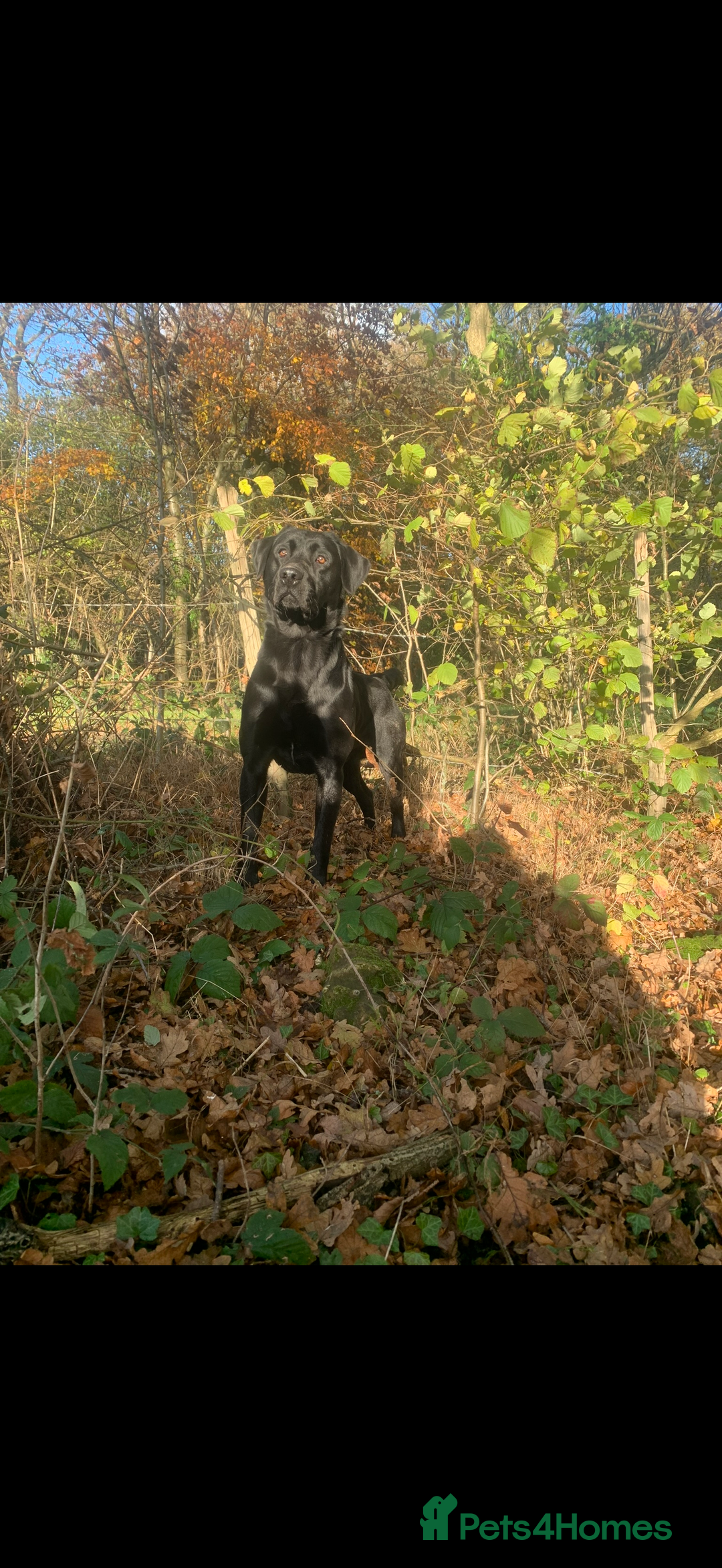 Labrador Retriever dogs for stud: Lab stud  - Image 2