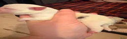 Jug dogs for sale: Stunning Jug Puppy Ready for 5-Star Home!  - Advert 18
