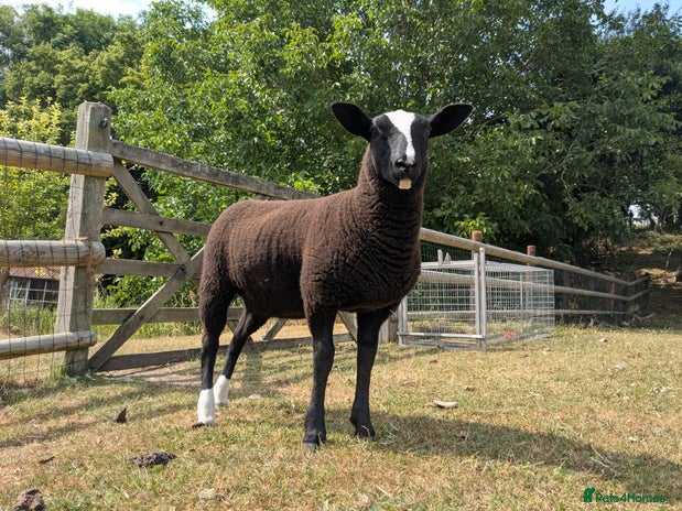 Sheep livestock - Advert 13