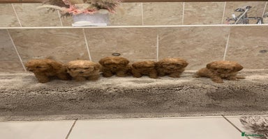 Mixed Breed dogs - Advert 7