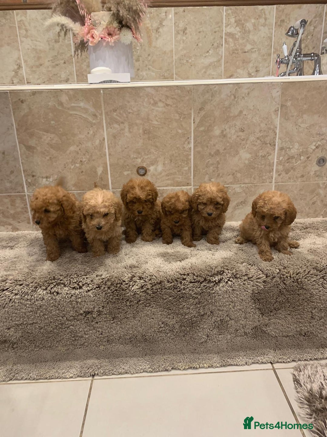 Mixed Breed dogs for sale: Toy poodle puppies  - Image 3