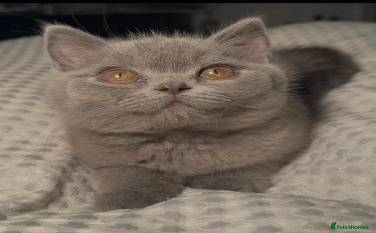 British Shorthair cats - Advert 9