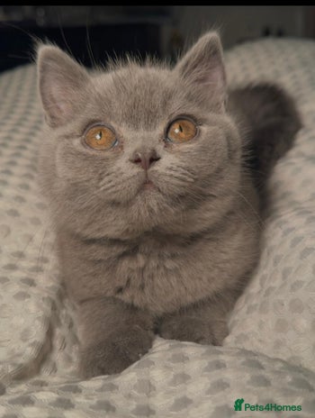 British Shorthair cats - Advert 9