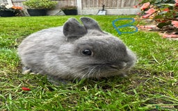 Netherland Dwarf rabbits for sale: Netherland Dwarf Rabbits For Sale  - Image 4