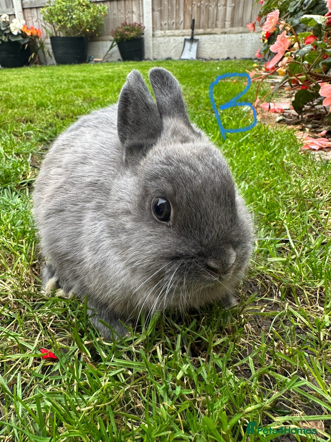 Netherland Dwarf rabbits for sale: Netherland Dwarf Rabbits For Sale  - Image 4