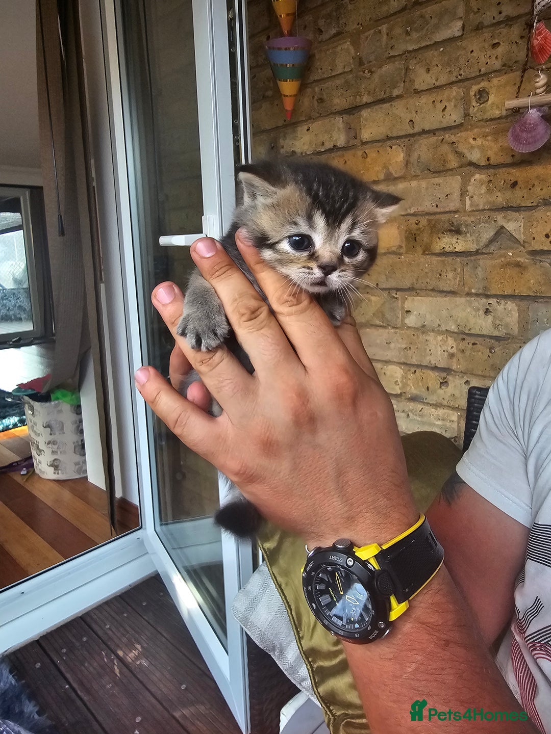 British Shorthair cats for sale: Lovely British Shorthair fold kittens 😸  - Image 15