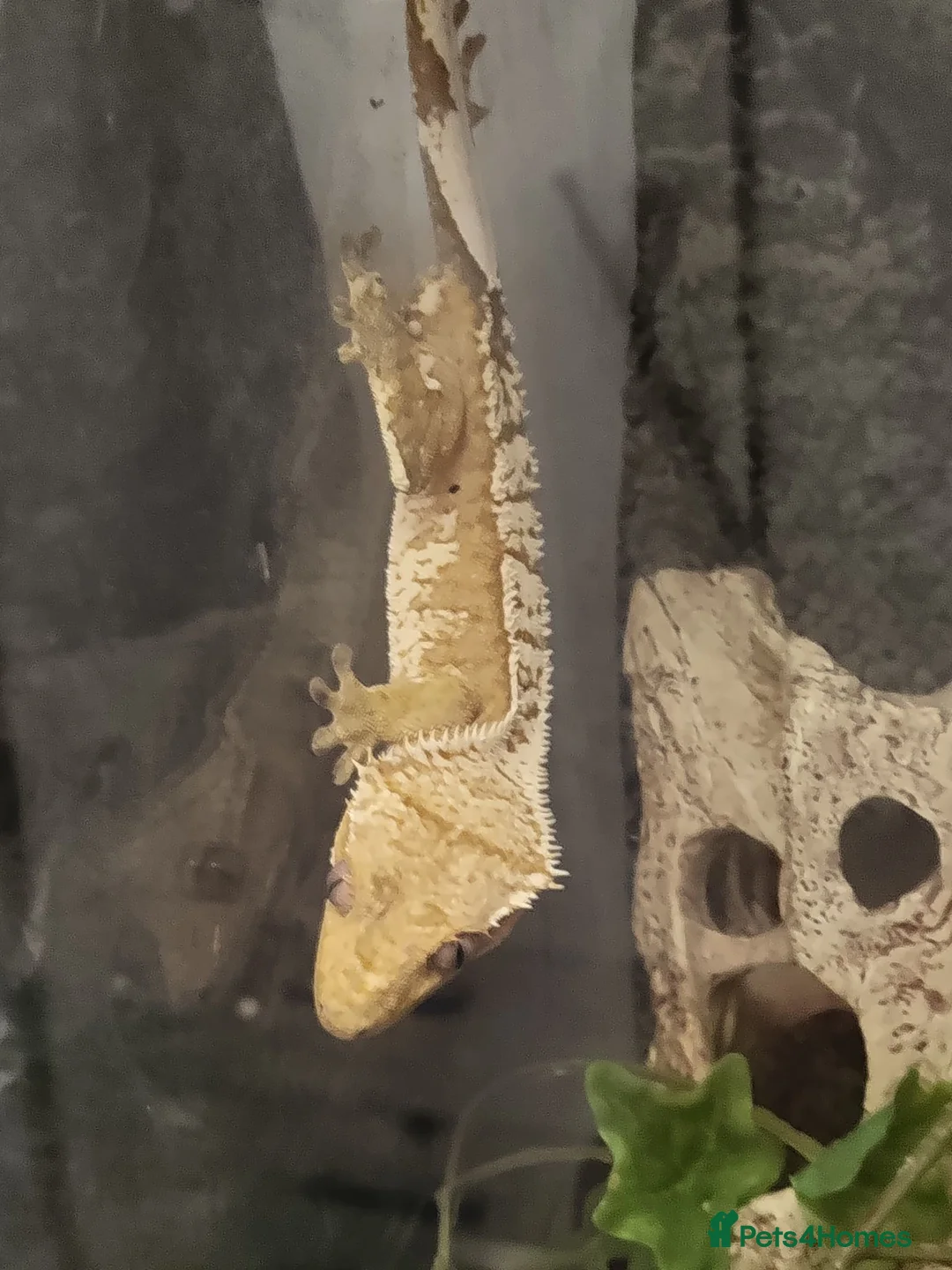 Gecko reptiles for sale: Crested gecko for sale 🦎Big bundle  in Maidenhead - Advert 1