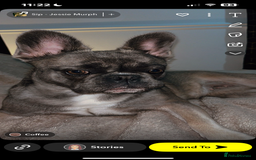 French Bulldog dogs for sale: French bulldog  - Image 6