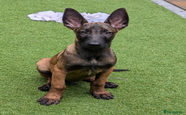 Belgian Shepherd Dog dogs - Advert 3