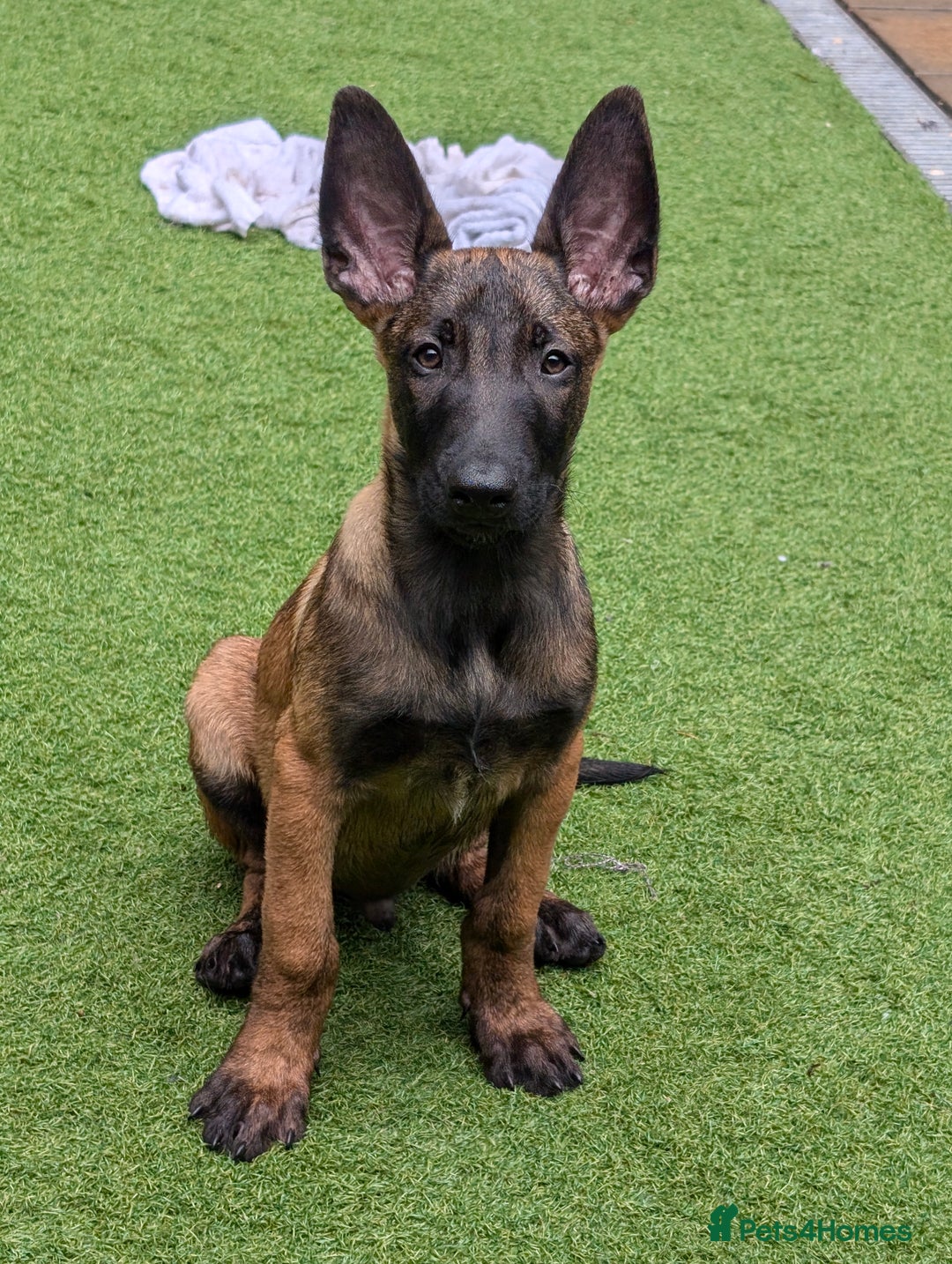 Belgian Shepherd Dog dogs for sale: Belgian malinois pups  - Image 1