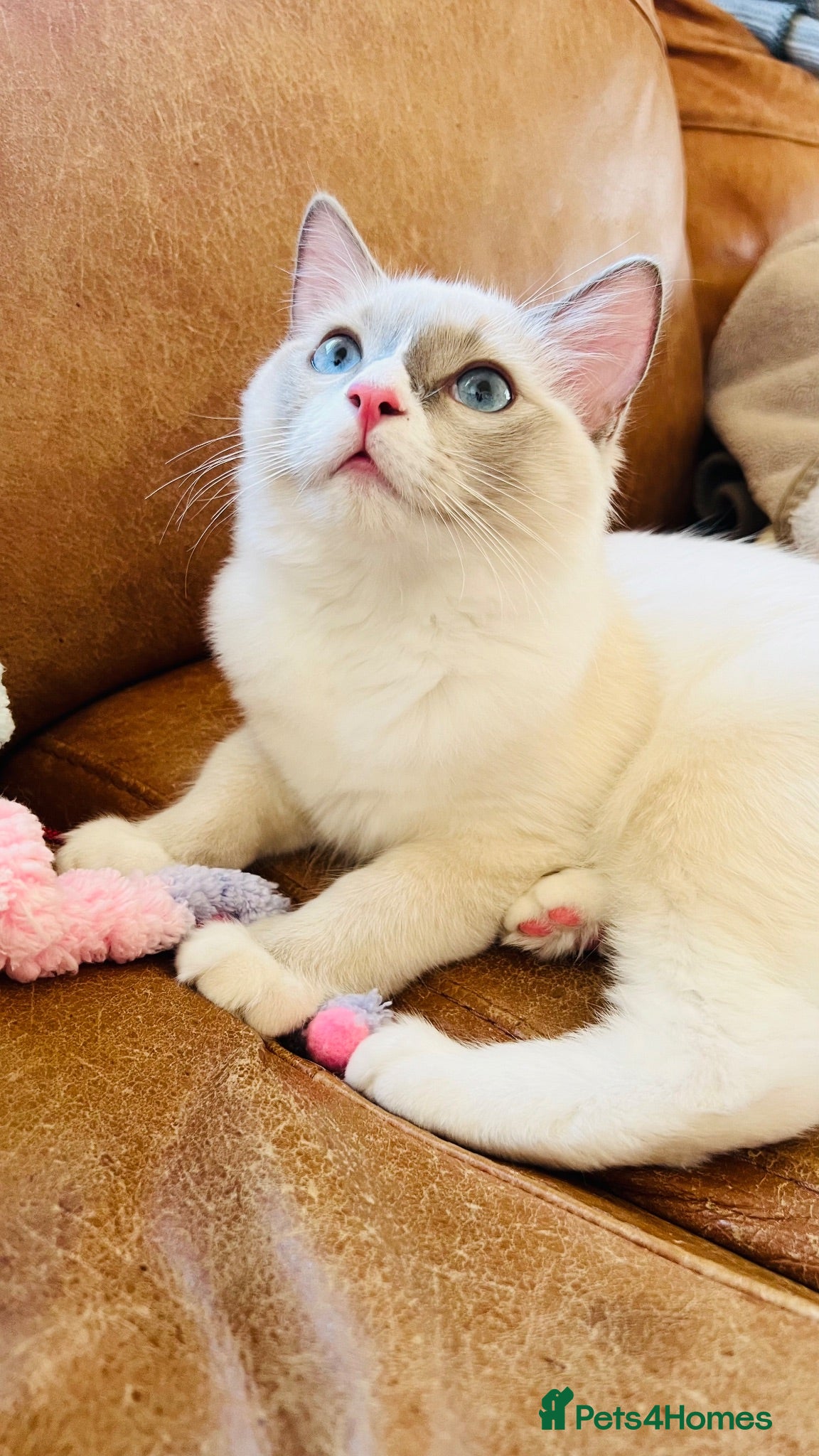 Ragdoll cats 🐈Pedigree Ragdoll Champion line 🏆 GCCF kitten - Advert 6