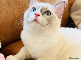 Ragdoll cats 🐈Pedigree Ragdoll Champion line 🏆 GCCF kitten - Advert 6