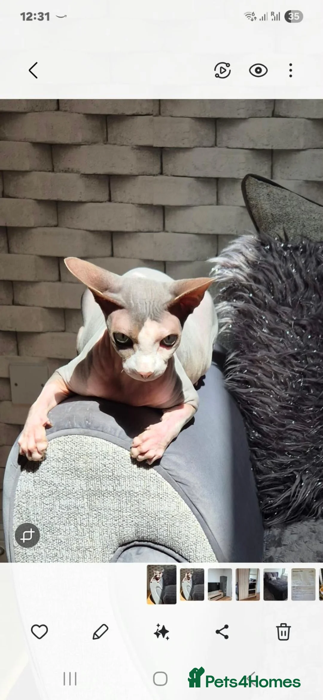Sphynx cats for sale: Sphinx boy Stefan for rehoming  - Advert 5