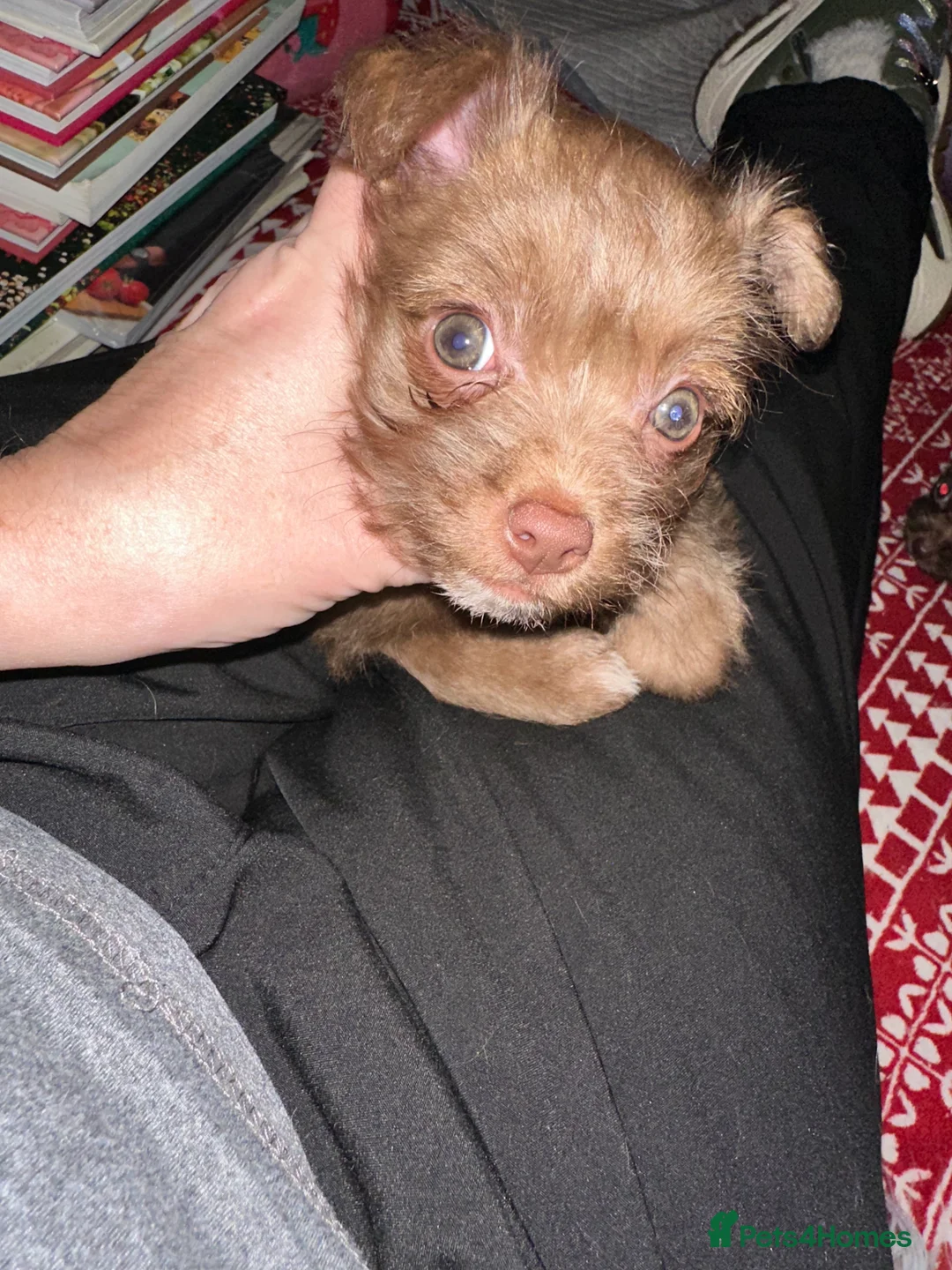 Chihuahua dogs for sale: X2 Gorgeous Chihuahua little ladies - Advert 30