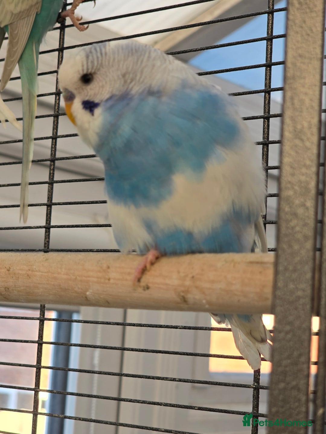 Budgerigars birds for sale: Young budgies for sale.  - Advert 11