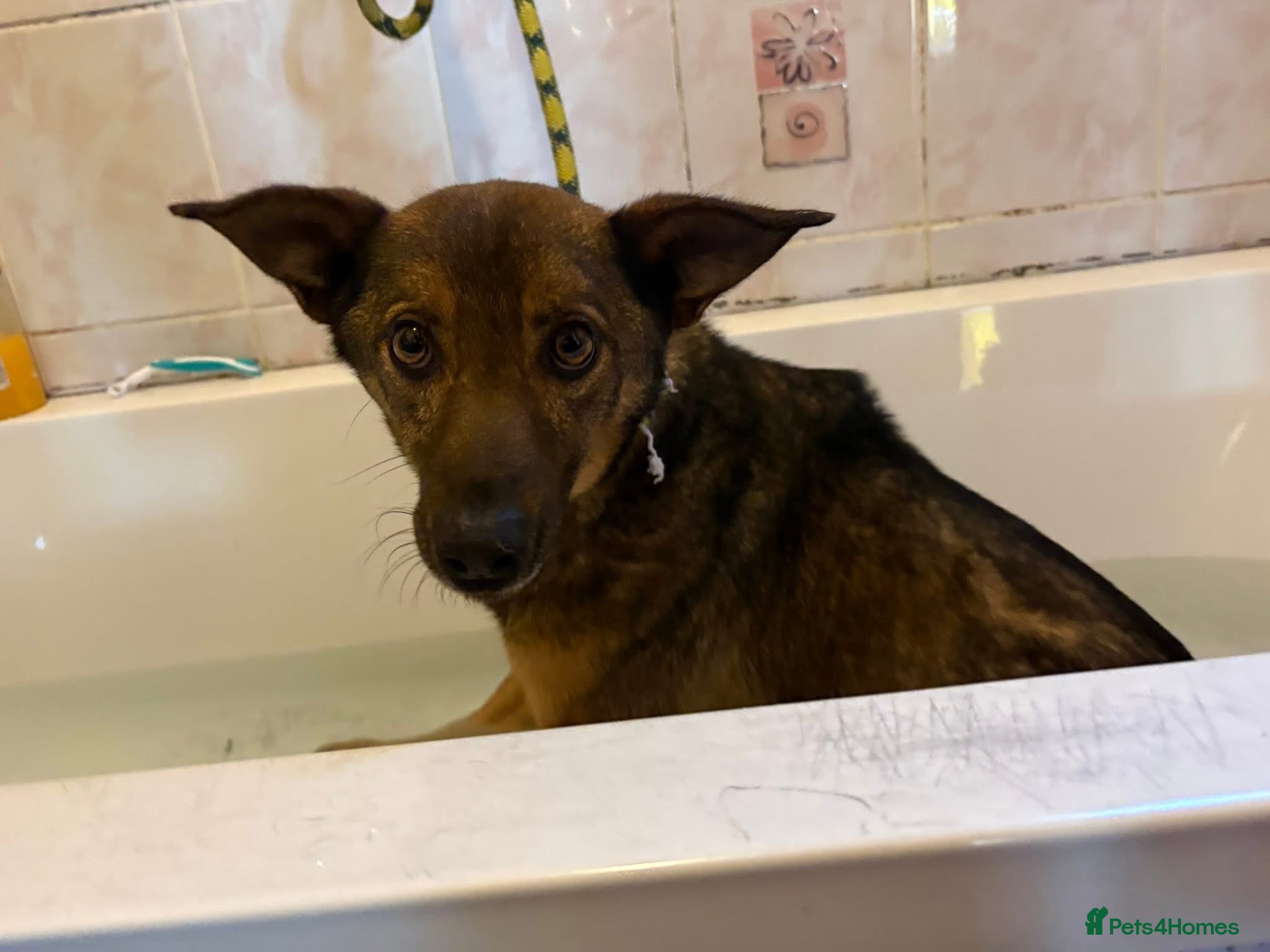 Mixed Breed dogs Figgy - Norwich Norfolk  - Advert 2