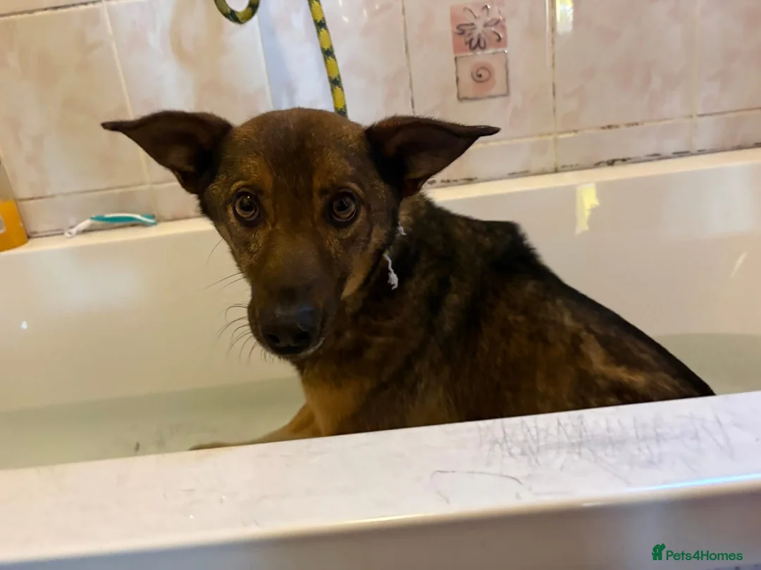 Mixed Breed dogs for adoption: Figgy - Norwich Norfolk  - Advert 1