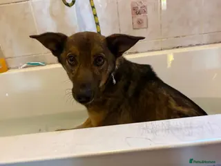 Mixed Breed dogs Figgy - Norwich Norfolk - Advert 2