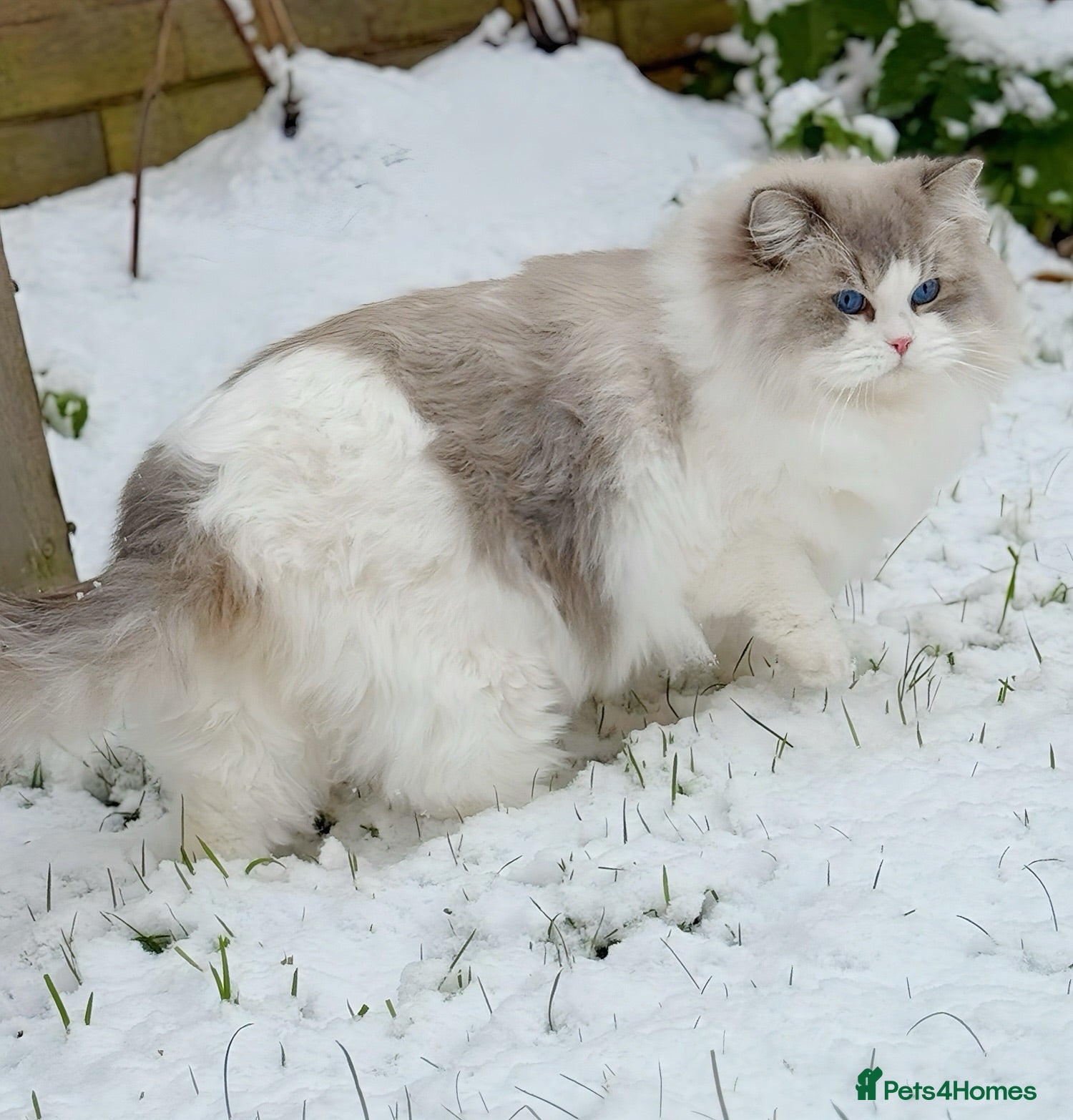 Ragdoll cats TICA Registered DNA Tested Large Ragdoll Stud  - Advert 4