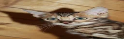 Bengal cats for sale: One Brown Rosette Male Bengal Left! - Advert 7