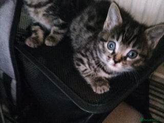 Mixed Breed cats - Advert 22