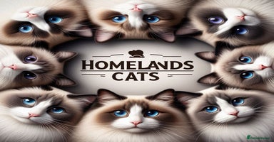 Ragdoll cats 🐾Stunning Ragdoll Kittens🧬DNA🏆ChampParents🐾 - Advert 3