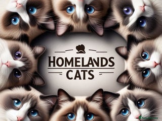 Ragdoll cats - Advert 28