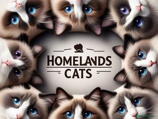 Ragdoll cats 🐾Stunning Ragdoll Kittens🧬DNA🏆ChampParents🐾 - Advert 1