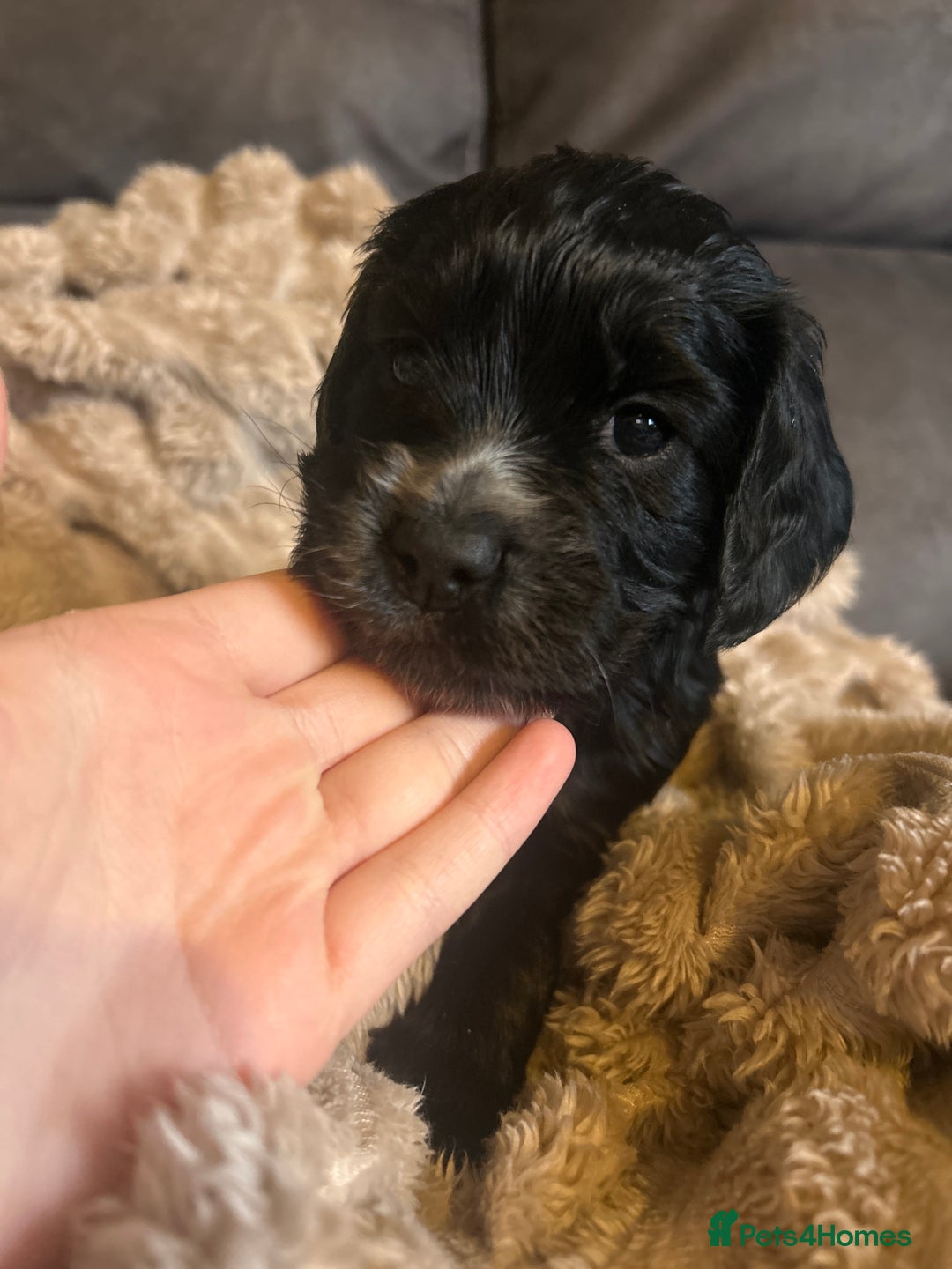 Cocker Spaniel dogs for sale: Black cocker spaniel bitch looking for a new home  - Advert 2
