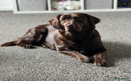 Labradoodle dogs for sale: Adorable Miniature Labradoodles  - Image 3