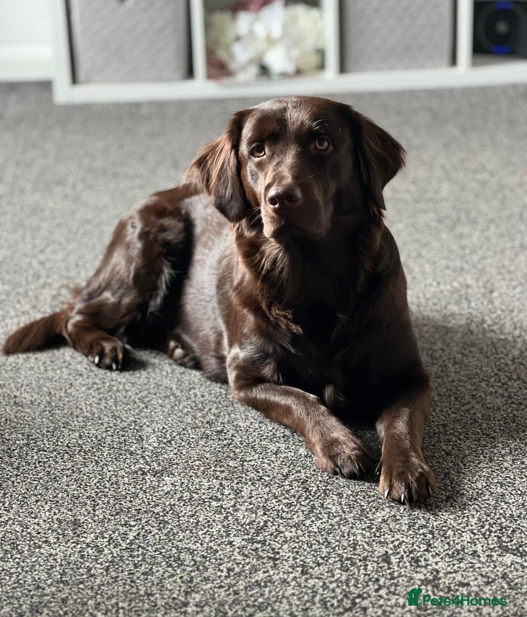 Labradoodle dogs for sale: Adorable Miniature Labradoodles  - Image 3