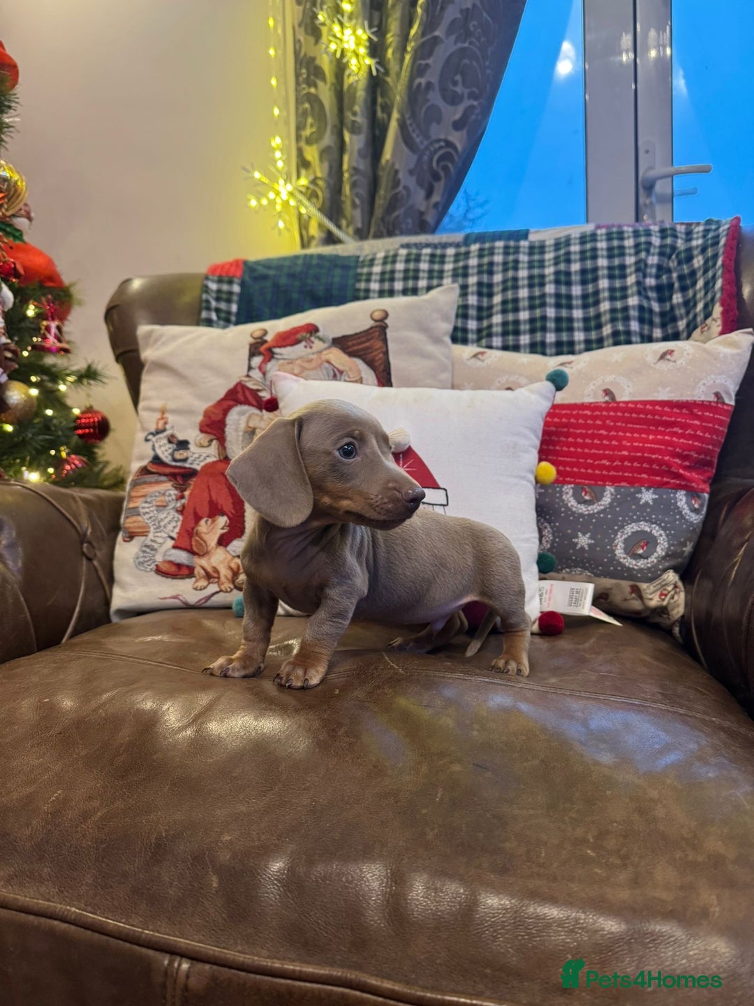 Dachshund dogs for sale: Miniature Dachshund Puppies  - Advert 3