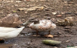 Ducks poultry for sale: Gorgeous cherry valley ducks  - Image 4