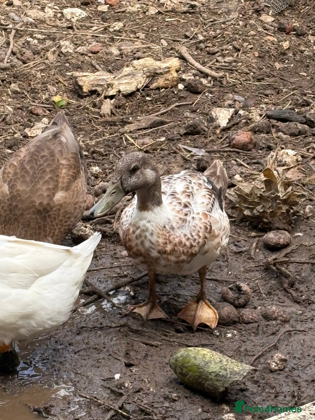 Ducks poultry for sale: Gorgeous cherry valley ducks  - Image 4