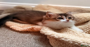 Siberian cats - Advert 1