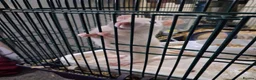 Rat rodents for sale: 2 pet rats in Rotherham - Advert 1