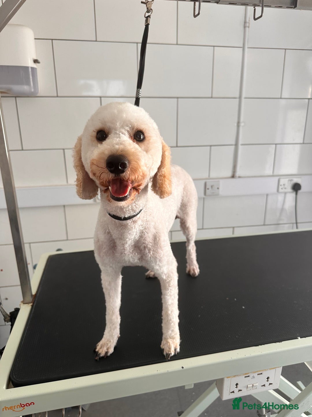 Cavapoo dogs for sale: Outstanding F1 Apricot Cavapoo puppies  - Image 27