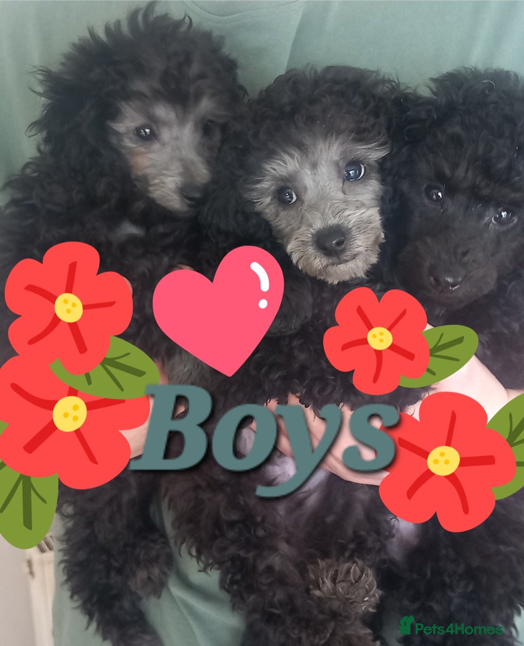Toy Poodle dogs 9wks OLD KC FULL PEDIGREE SILVER/BLACK TOY POODLES - Advert 5