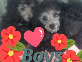 Toy Poodle dogs 9wks OLD KC FULL PEDIGREE SILVER/BLACK TOY POODLES - Advert 5