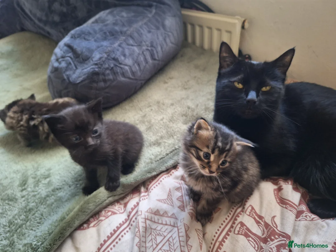 Mixed Breed cats for sale: Maine coon mix boy kitten 😻 - Advert 7