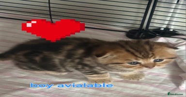 British Shorthair cats - Advert 13