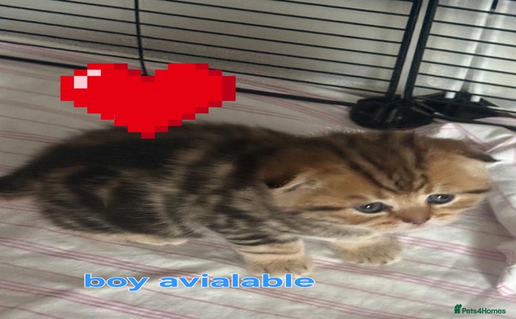 British Shorthair cats - Advert 3