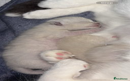 Ragdoll cats for sale: Ragdoll kittens  - Image 7