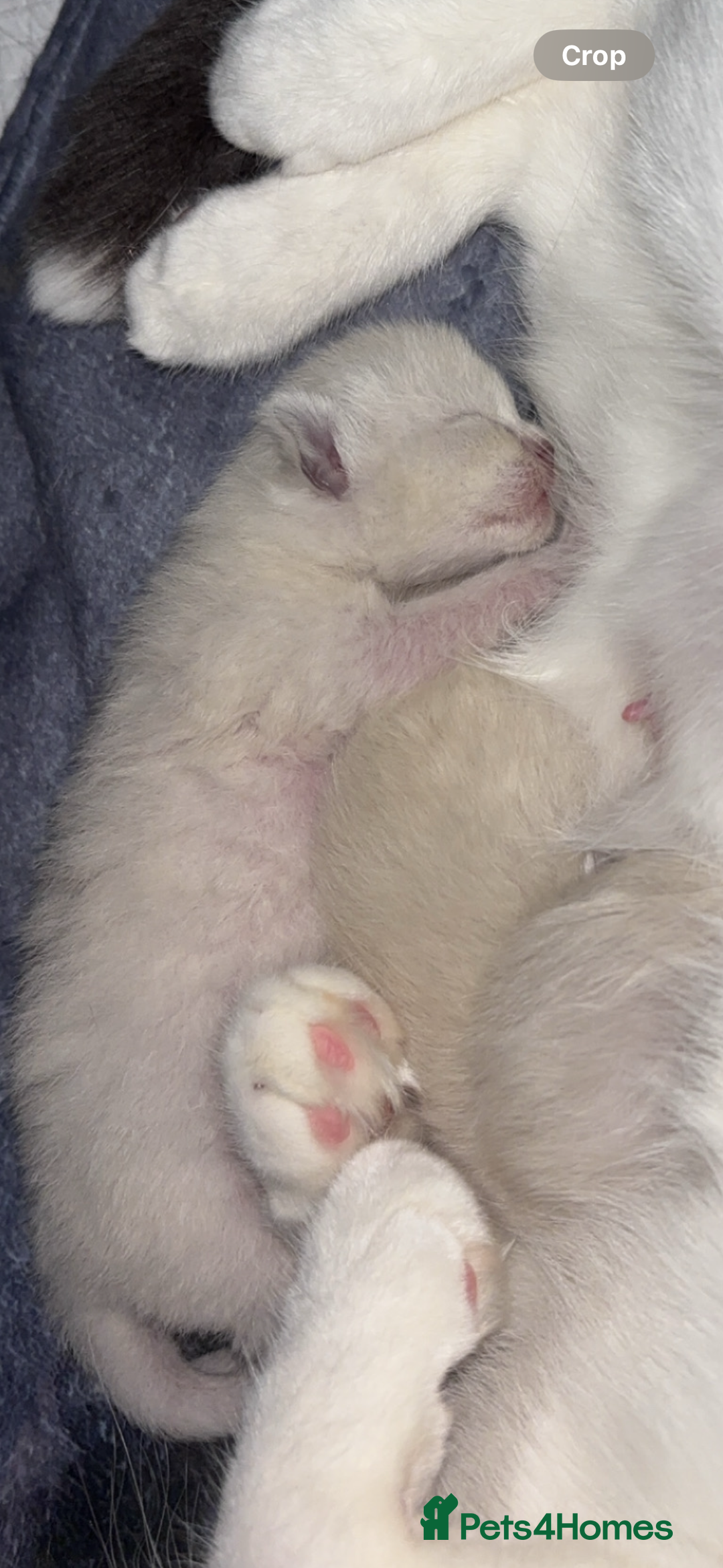 Ragdoll cats for sale: Ragdoll kittens  - Image 7