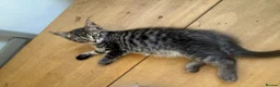 Aegean cats for sale: 5 male greek aegan kittens  - Advert 3