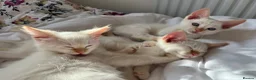 Ragdoll cats for sale: Gorgeous Ragdoll Kittens - Advert 8